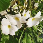 Profile Picture of Nandini Pathak (@nandinipathak222) on Instagram