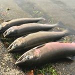 Profile Picture of Jacob Lamont (@salmonslayersnw) on Instagram