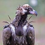 Profile Picture of John Sawyer (@foxeyes74) on Instagram