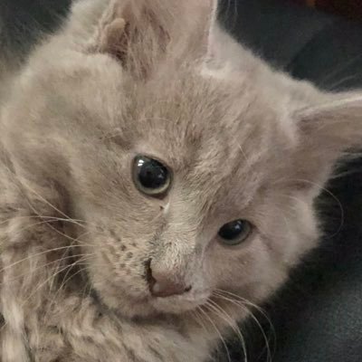 Profile Picture of Damion Campbell (@DamionC98576480) on Twitter