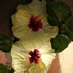 Profile Picture of Maya Pillai (@maya.pillai.3762) on Instagram