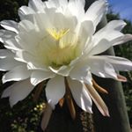 Profile Picture of Jeremy Whitehead (@dalarylawrence) on Instagram