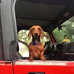 Profile Picture of Richard.The.Wiener (@richard.the.wiener) on Instagram