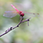 Profile Picture of Sylvie Bradac (@sylvboisse) on Flickr