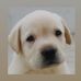 Profile Picture of Bachu Abraham (@Bachu-Abraham) on Facebook