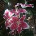 Profile Picture of Bernice Calhoun (@countrygmaw) on Pinterest