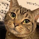 Profile Picture of Peter Oswald York (@petexcat) on Instagram