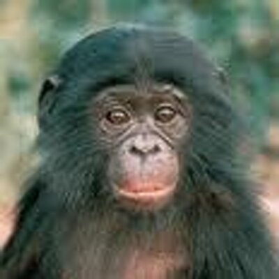 Profile Picture of Robert J Mountjoy (@leslieacorke) on Twitter