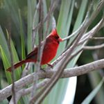 Profile Picture of davidpharo747 (@davidpharo747) on Instagram