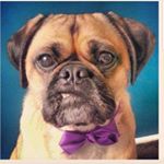 Harvey *pug x french bulldog* - Instagram Profile Picture of Harvey *pug x french bulldog* (@hefty_harv) on Instagram
