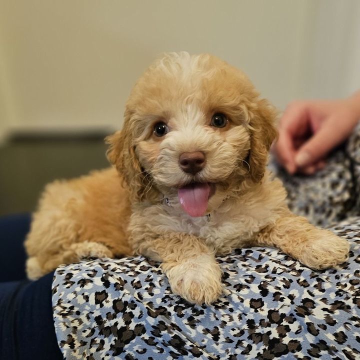 Profile Picture of Nico (@nicolaiknudsen2) on Tiktok