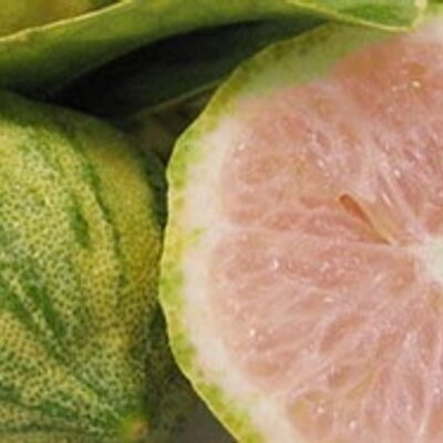 Profile Picture of Heather B. (@FruitTracker) on Twitter