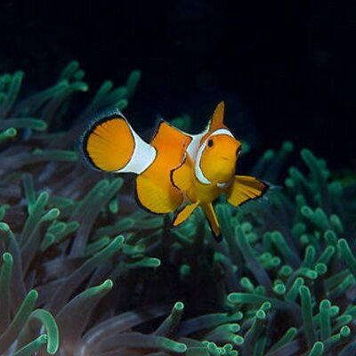 Profile Picture of Joshua Kretzer (@kretzejm) on Twitter