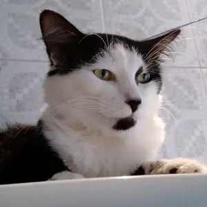 Profile Picture of DAVI🥶 (@davialevato06) on Tiktok