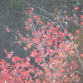 Profile Picture of Alyssa Cromwell (@cromwell1692) on Pinterest