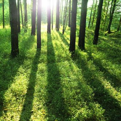 Profile Picture of Ken Retzlaff (@AxeTreeServic) on Twitter