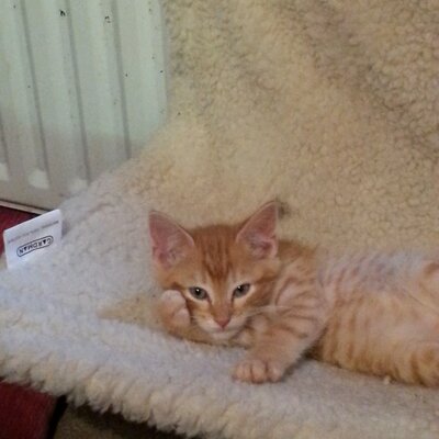 Profile Picture of Gema Bradshaw (@jimmy21117) on Twitter