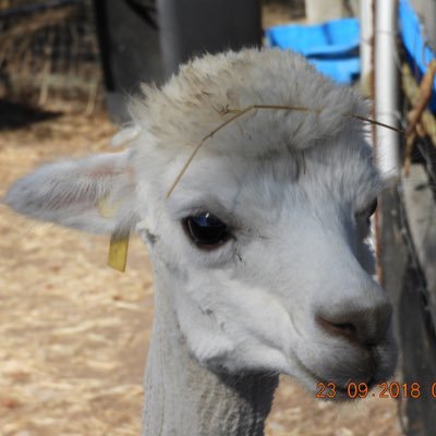 Profile Picture of Geoff Coutts-Smith (@geoff_cs) on Twitter