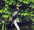 Profile Picture of Darter - Wikipedia, the free encyclopediaon Wikipedia