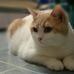 Profile Picture of Abraham Chung (@polong.chung.7) on Facebook