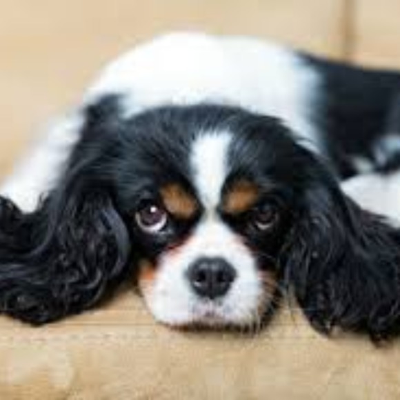 Profile Picture of Hannah Choueke (@navicapital) on Poshmark