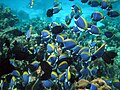 Profile Picture of Shoaling and schoolingon Wikipedia