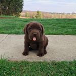 Profile Picture of Lady Penelope Hutton (@moneypenny_thelab) on Instagram