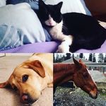 Profile Picture of Eddy, Cooper And Peter Aiken (@roos_3_boys) on Instagram
