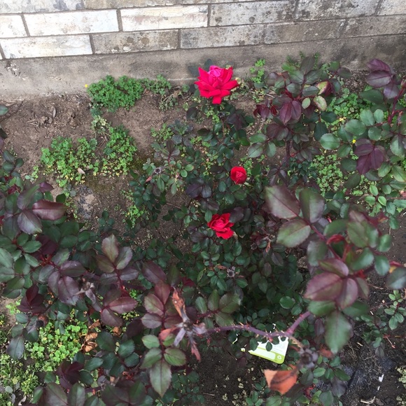 Profile Picture of Bonnie Webb (@n2oldies) on Poshmark