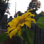 Profile Picture of Cambo Balcorne (@cambobalcorneb) on Instagram