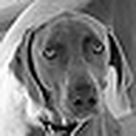 Cmgower - Flickr Profile Picture of Cmgower (@cmgower) on Flickr