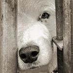 Profile Picture of Peter(Pierre) Wesley Nault (@petenault) on Instagram