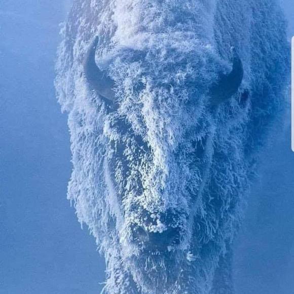 Profile Picture of Lisa Wheaton-laurich (@lisamari1) on Poshmark