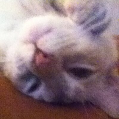 Profile Picture of Cotton (@Coleman42Kitty) on Twitter