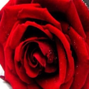 Profile Picture of الشاعر شمري (@nellgibbs2053) on Twitter