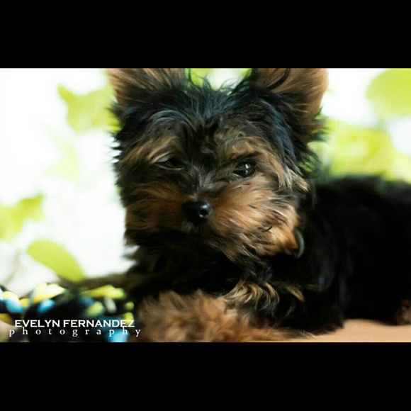 Profile Picture of Evelyn Fernandez (@tweety4567) on Poshmark