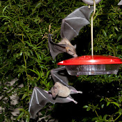 Profile Picture of Richard Spitzer (@user-hk2wo8jb9u) on Youtube