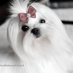 Profile Picture of Tamara Lamanosava (@tamara.lamanosava) on Instagram