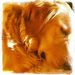 Profile Picture of Frances Housley Ramsey (@badgergirljune) on Pinterest