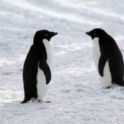 Profile Picture of DeVonte Simmons (@IwillMarryGabi) on Twitter