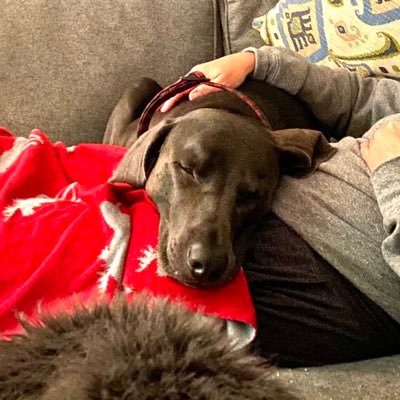 Profile Picture of David Lapin (@teamyeti51) on Twitter