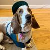 Profile Picture of Wilbur the Basset (@wilburthebassetpup) on Tiktok