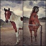 Profile Picture of Olivia Howarth (@equine_lover_libbi) on Instagram
