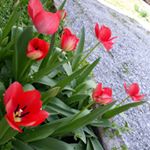 Profile Picture of Julissa Robles (@juju_theperson) on Instagram