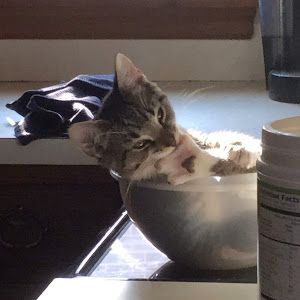 Profile Picture of dawnhafer5 (@dawnhafer5) on Tiktok