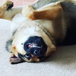 Profile Picture of Ian Moser (@ianmoser) on Instagram