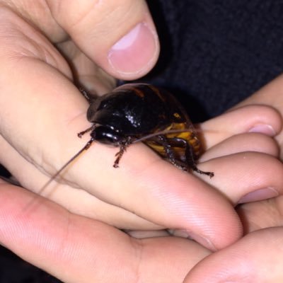 Profile Picture of Randy The Roach (@RandyyyRoach) on Twitter