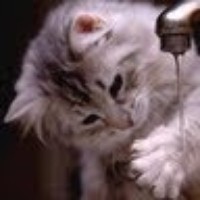 Phank Phanh - Quora Profile Picture of Phank Phanh (@phank-phanh) on Quora