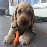Profile Picture of Taco | English Cocker Spaniel (@tacothecocker) on Instagram
