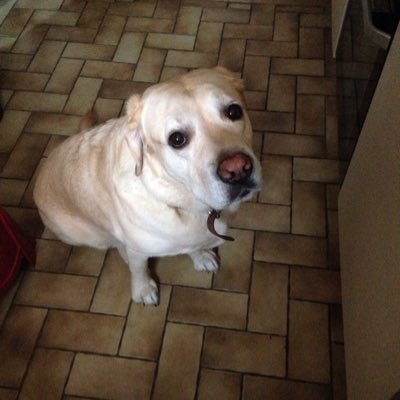 Profile Picture of Kyle Rowell (@kyleRowell7) on Twitter